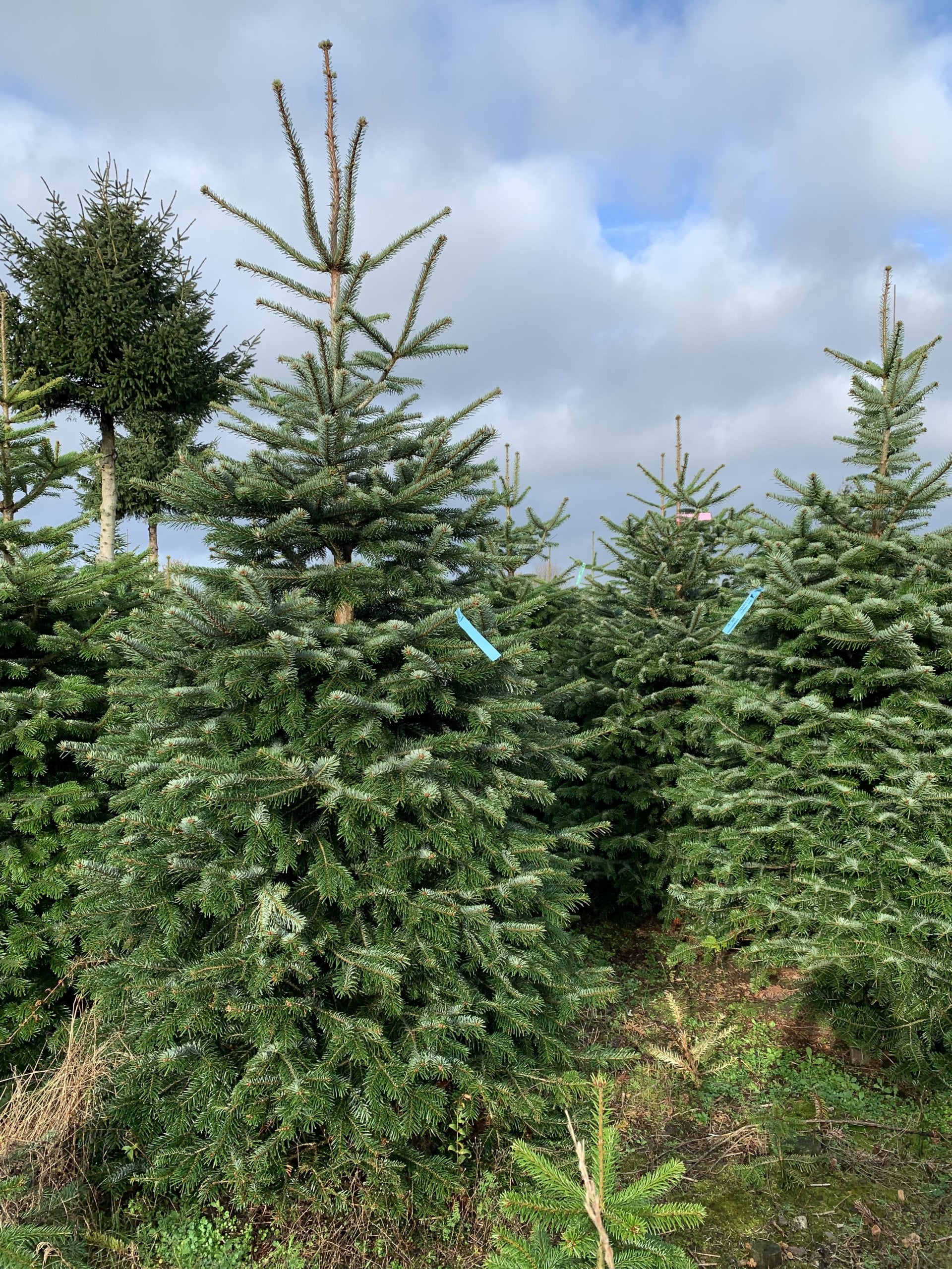 køb træer i vores juletræsskov som fæld selv