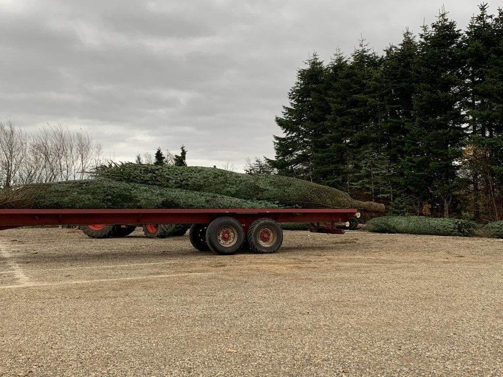 levering af høje juletræer fra egen plantage